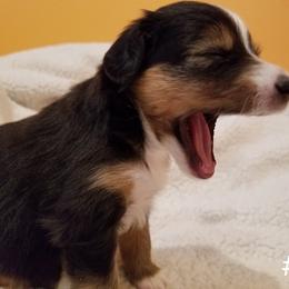 Toy Australian Shepherd Puppies from Shelly Johnson's Australian Shepherds