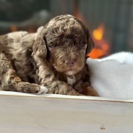 Pink - Merle female Bernedoodle puppy in Hesperia, Michigan from Red Acres Poodles & Doodles