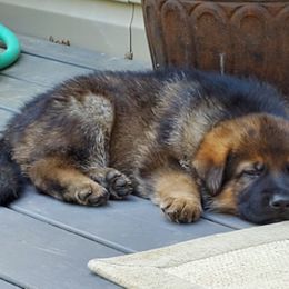 German Shepherd Puppies from Wind Dance German Shepherds