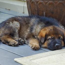 German Shepherd Puppies from Wind Dance German Shepherds