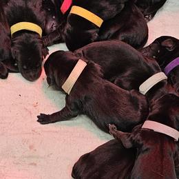 Tan Collar - Female - Black female Labrador Retriever puppy in Boyd, Minnesota from Lindley Labradors