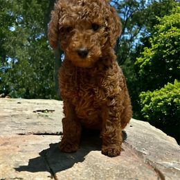 “Rosita” - Poodle puppy from AMC Poodles