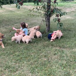Golden Retriever Puppies from Lake Champlain Goldens