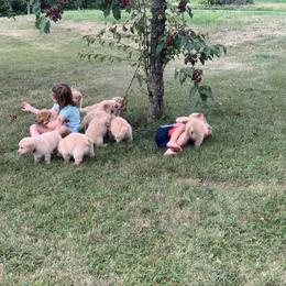 Golden Retriever Puppies from Lake Champlain Goldens