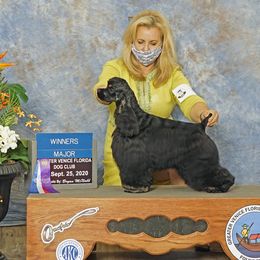 Bree - Cocker Spaniel