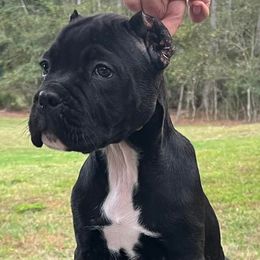 Cane Corso Puppies from Gator Country Canè Corsos