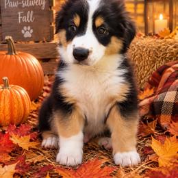 Rusty - Black tri male Miniature American Shepherd puppy in Plant City, Florida from Osborne & Stormborn FL Kennels