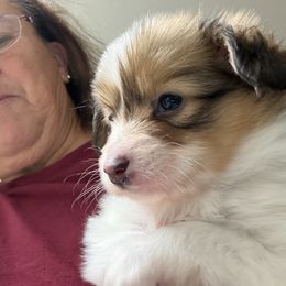 Male 1 (Spot) - Red white and sable male Papillon puppy in Kenly, North Carolina from Otto’s Papillons