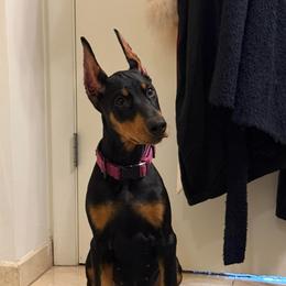 Xena - Doberman Pinscher