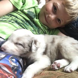 Border Collie Puppies from By Design Farm