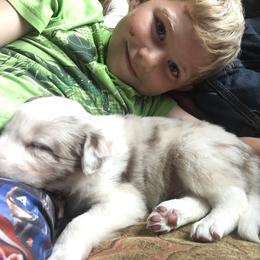 Border Collie Puppies from By Design Farm
