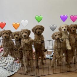 5th pick Apply if you're interested in a puppy Read Description - Red  female Goldendoodle puppy in Brooklyn, New York from Lyon and Luna Goldendoodles Bernedoodles