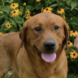 Phoenix - Labrador Retriever