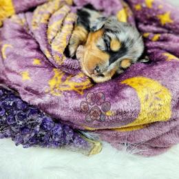 Dachshund Puppies from Treasure Dachshunds