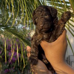Nova - Brown female Poodle puppy in Corona, California from Garden Of Poodles