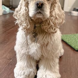 Cocker Spaniel All Grown Up from Once Upon a Time Cockers