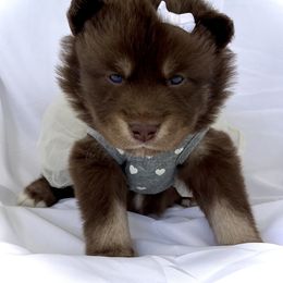 Girl 1- Yellow Collar - female Siberian Husky puppy in Vanceburg, Kentucky from Happy Home Huskies