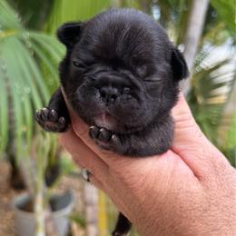 Dior - Brindle female French Bulldog puppy in Largo, Florida from Big Daddy Frenchies