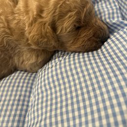 Bliss - Apricot male Poodle puppy in Mobile, Alabama from Semmy’s Standard Poodle LLC