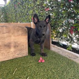 Girl 3 - Black brindle female Dutch Shepherd puppy in San Diego, California from TecK9s