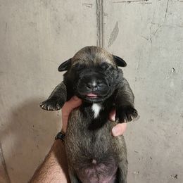 Girl 4 - Chestnut brindle female Cane Corso puppy in Vernal, Utah from Diamond Ridge Cane Corsos