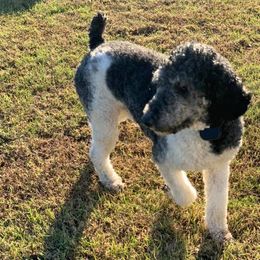 Poodles from Heaven’s Stables