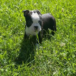 Kane - Black brindle and white male Boston Terrier puppy in Fillmore, Illinois from Wind Hill Puppies