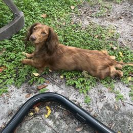 Minji - Dachshund