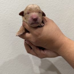 Boy 3 - Golden male Golden Retriever puppy in Victorville, California from Martinez Goldens