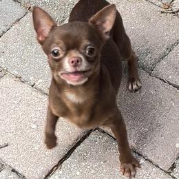 Alvin - Chihuahua