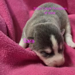 Sara - Blue female Pomsky puppy in Zearing, Iowa from Short Creek Pomskies of Iowa