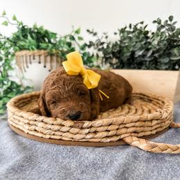 Avalon - Red  female Goldendoodle puppy in Pleasant Grove, Utah from Destination Doodles