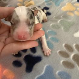 BMF 2 - Blue merle female Australian Shepherd puppy in Lakewood, California from Cloud Nine Kennel