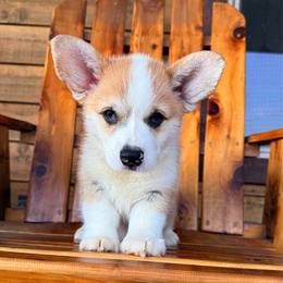 Alfie - Sable male Pembroke Welsh Corgi puppy in El Dorado Springs, Missouri from Trixie Dixie