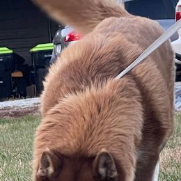 Cinnamon - Siberian Husky