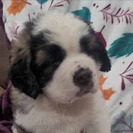 Gus - Mahogany and white male Saint Bernard puppy in Brandon, South Dakota from Split Rock Saints