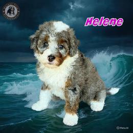 Helene - Blue merle female Bernedoodle puppy in Banner Elk, North Carolina from Walnut Tree Bernedoodles