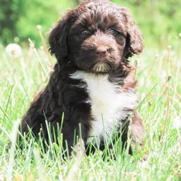 Portuguese Water Dog Puppies from Keehn-Country Porties