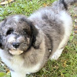 Bernedoodles, Cavapoos, and Newfoundlands from Dyer Lake Newfoundlands