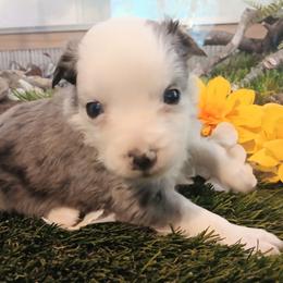 Thunder - Blue merle male Miniature Australian Shepherd puppy in Penn Valley, California from Ghostfire Mini Aussies
