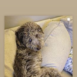 Aussiedoodle All Grown Up from Aspen Mountain Doodles LLC