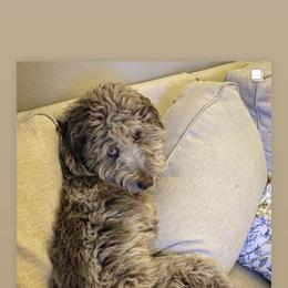 Aussiedoodle All Grown Up from Aspen Mountain Doodles LLC