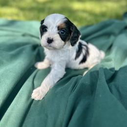Cavapoo, Cockapoo, Goldendoodle, and Poodle Puppies from Lipscomb Doodles