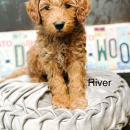River - Red  male Goldendoodle puppy in Pasco, Washington from Camp Doodle Woods