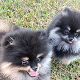 Pomeranian Puppies from Silver’s Reigning Heir Poms