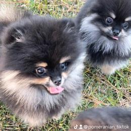 Pomeranian Puppies from Silver’s Reigning Heir Poms