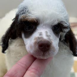 Rooster - Parti male Poodle puppy in Wheatland, California from Sapphire Ridge Poodles