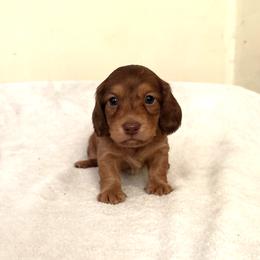 Brownie - Chocolate and tan male Dachshund puppy in Saint Paul, Minnesota from Vibrant Eyes Doxies