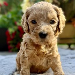 Blue Collar Boy - Apricot male Australian Labradoodle puppy in Coeur D'alene, Idaho from Lake City Labradoodles