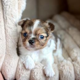 Milo -5250 - Merle male Chihuahua puppy in Beaumont, Texas from Down south pups